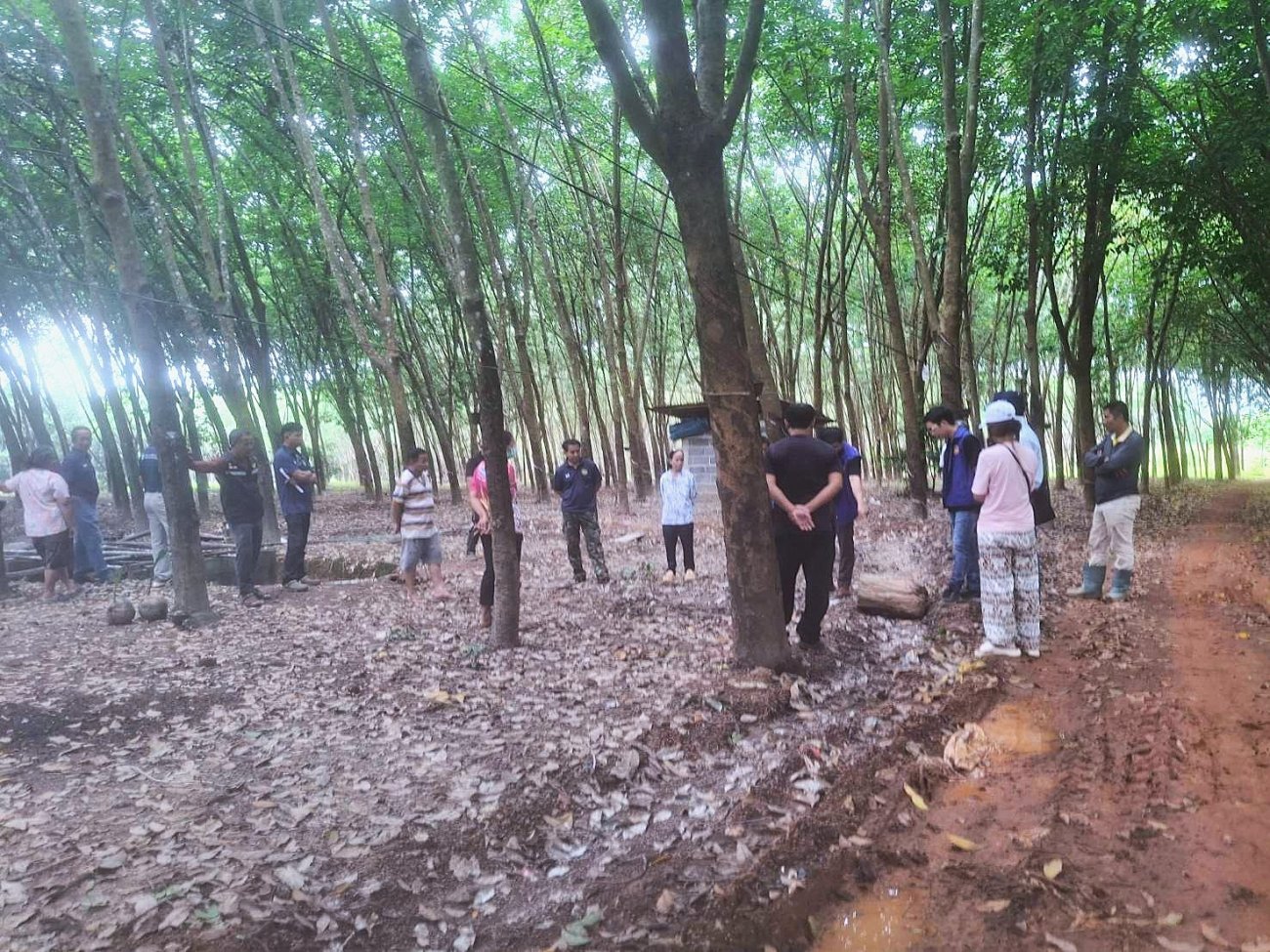 ลงพื้นที่ร่วมตรวจสอบ เหตุร้องเรียน ลานรับซื้อยางยางก้อนถ้วย (ยางพารา)